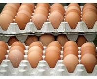 白癜风患者能不能吃鸡蛋